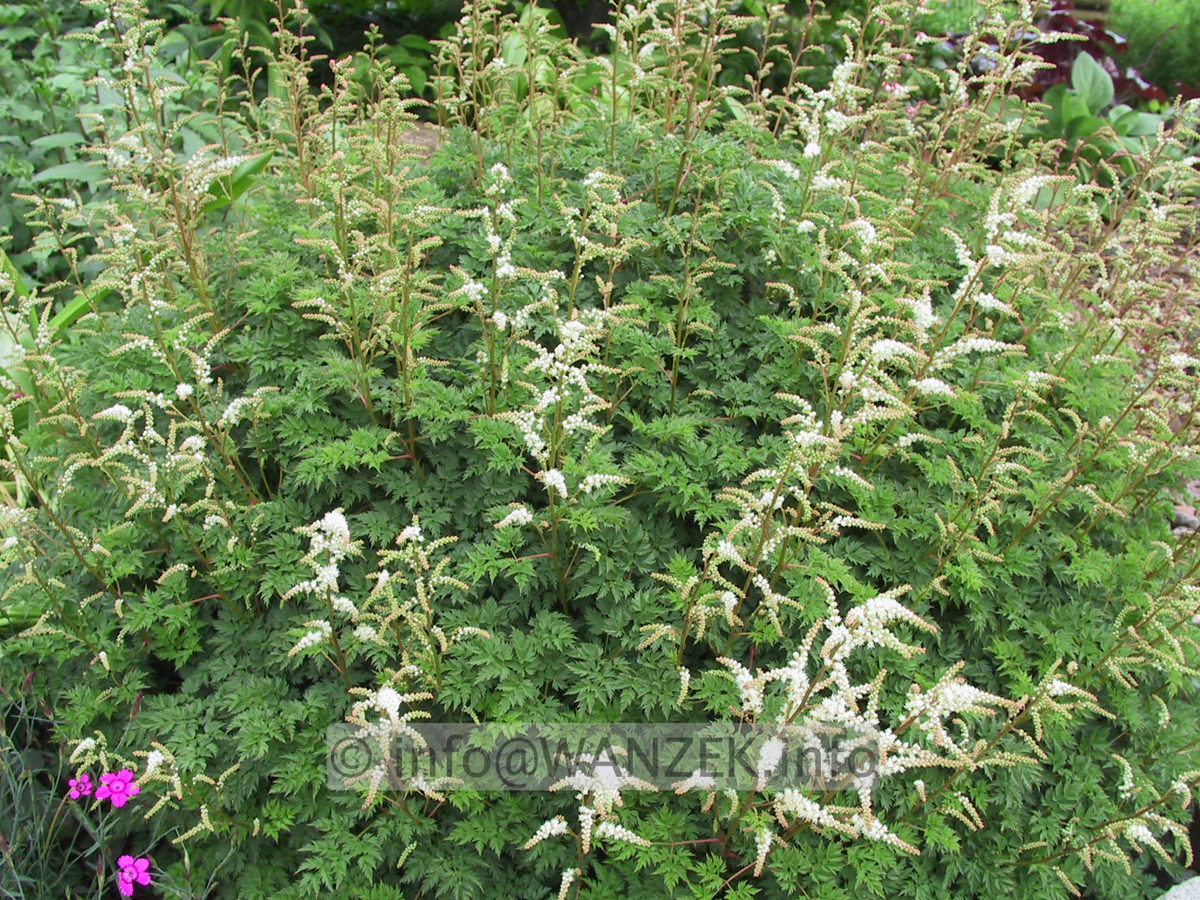 Aruncus aethusifolius - Sol bluehend.JPG